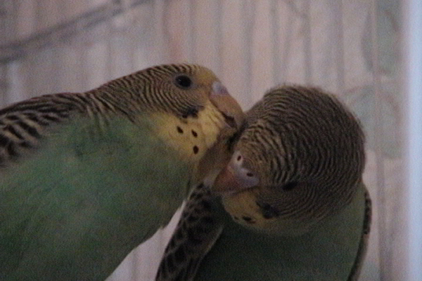 Young Budgies in Love