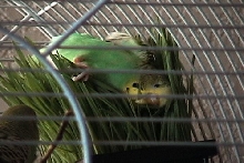 wheatgrass - tasty and comfortable too!