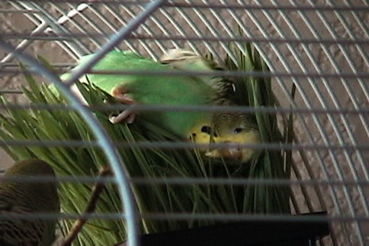 wheatgrass - tasty and comfortable too!