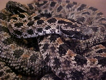 Sistrurus milliaris babouri