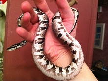 snakeums