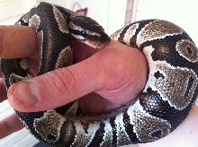 snik