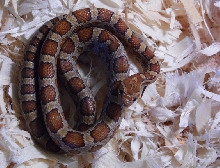 Rootbeer corn (great plains rat snake x corn)