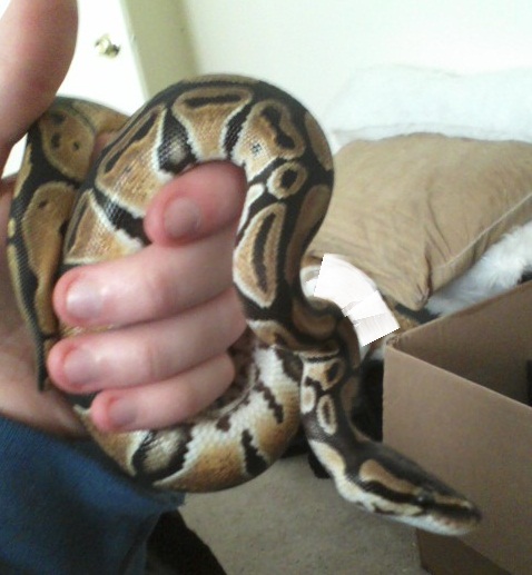 First ball python (normal)