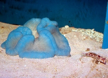 Saltwater - Austin Aquariums