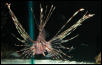 Saltwater Photos
