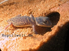 1,0 Nephrurus Stellatus
