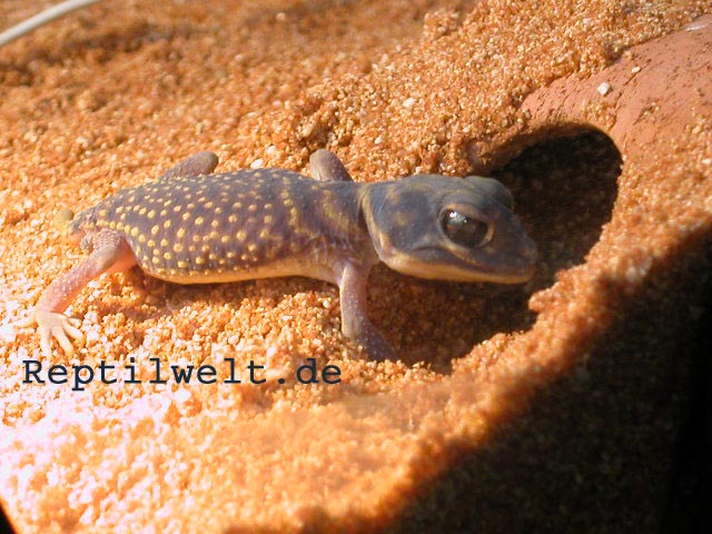 1,0 Nephrurus Stellatus