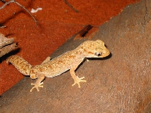 Male Diplodactylus tesselatus