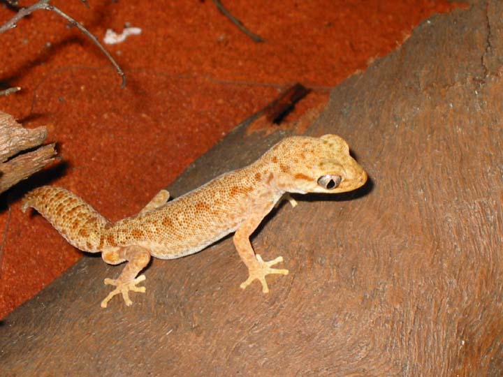 Male Diplodactylus tesselatus