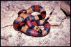 Apricot Pueblan Milk Snake