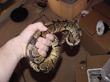 poss het female