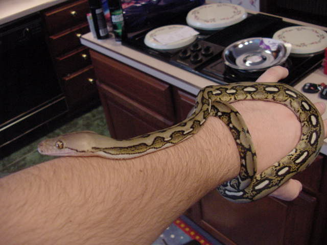 baby male tiger