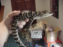 my baby gator