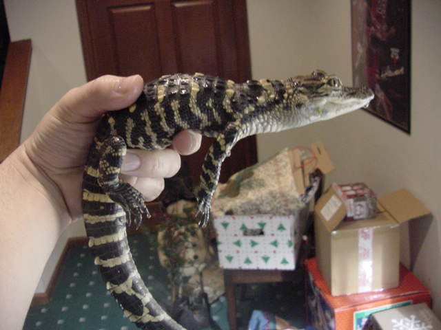 my baby gator