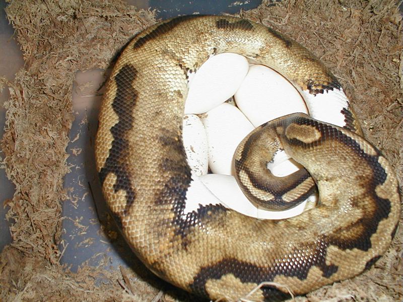 pied eggs