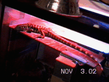 Sheeba (Gold Tegu???)