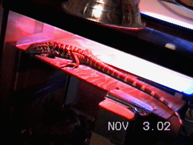Sheeba (Gold Tegu???)