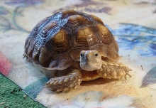 sulcata dumpster