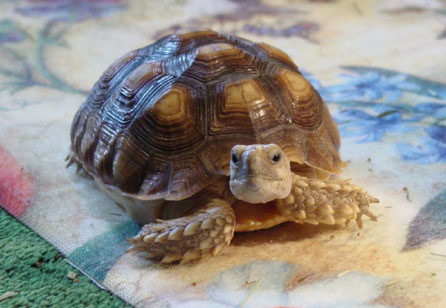 sulcata dumpster