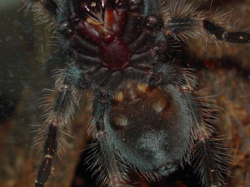 Red knee