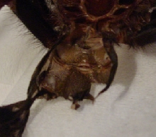 molt