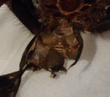 molt