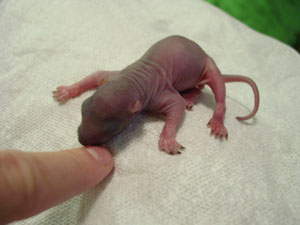 baby orphan
