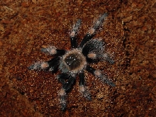Red-Knee