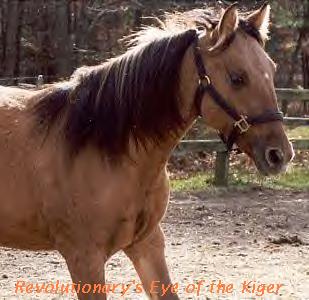 Eye of the Kiger