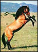 Stallion