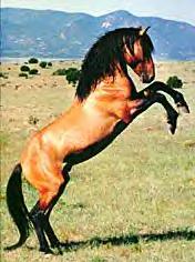 Stallion