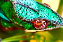 Ambilobe Panther Chameleon