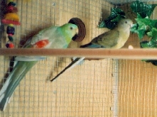 expecting chicks!
