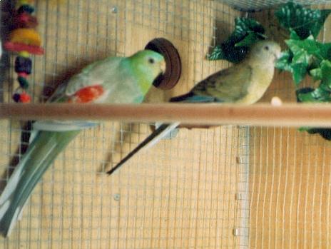 expecting chicks!