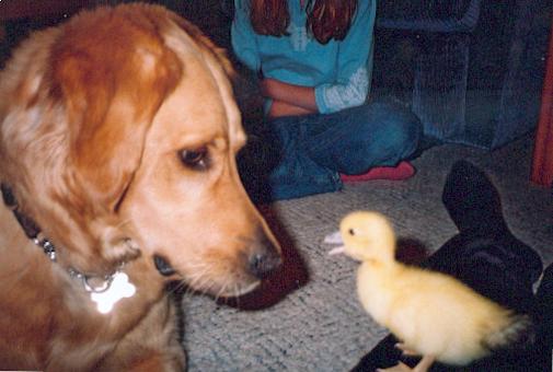 rubber ducky?