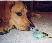 sam and charlie