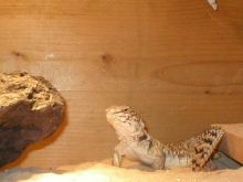 My mali uro - Drake