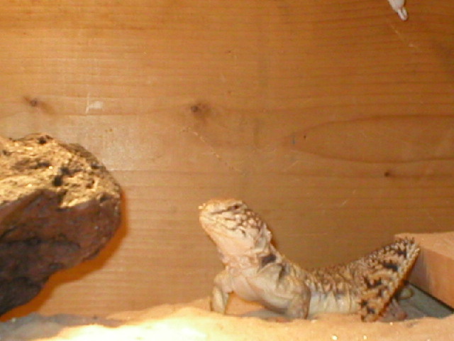 My mali uro - Drake