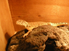 What are you lookin at ?