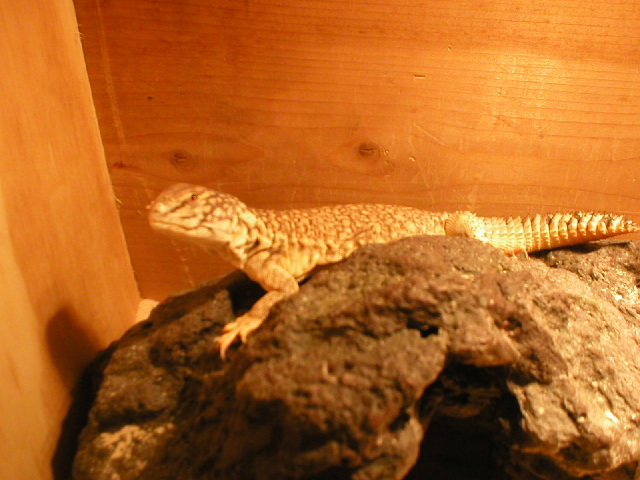 What are you lookin at ?