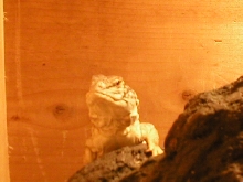 OHHH! Isn't he cute!