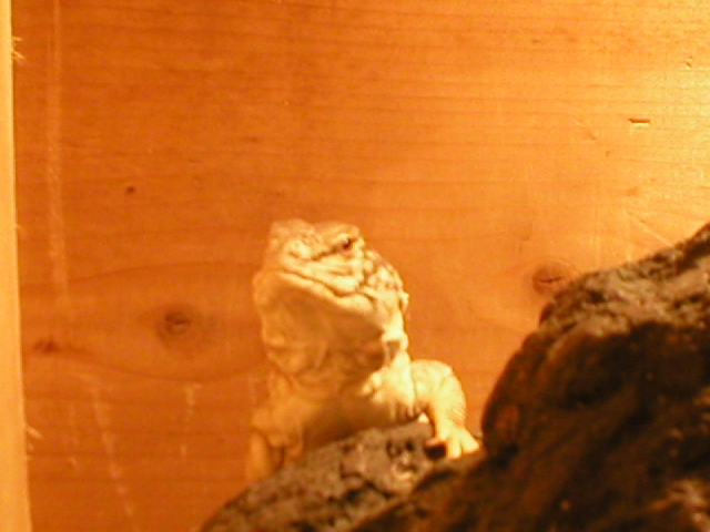 OHHH! Isn't he cute!