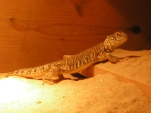 Full body shot