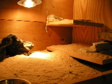 Uromastyx enclosure