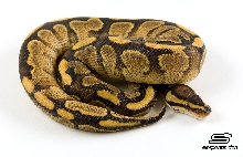 Calico Fire