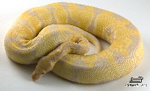 Lavender Albino