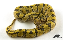 Hypo Enchi