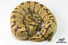 Hypo Enchi