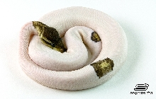 Pewter Pied